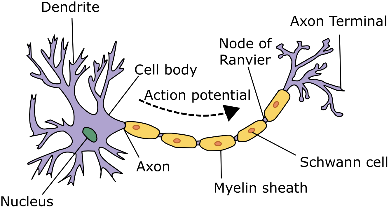Image Neuron
